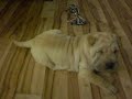 Shar pei 6 wochen welpe Shar pei 6 wochen welpe