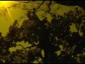 Az IDF  budapesti kamp�nyfilmje (�jbuda)
