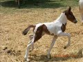safira-pinto-horse-wwwsotos206gr.html
