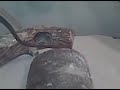 My leopard geckos
