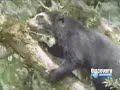 ANDEAN BEAR - OSO DE ANTEOJOS O FRONTINO ANDEAN BEAR - OSO DE ANTEOJOS O FRONTINO