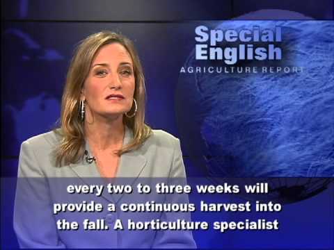 how to fertilize english laurel