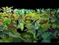 Assistir ao v�deo