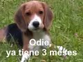 odie tiene ya 3 meses