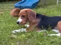 Odie tiene ya 3 meses Odie tiene ya 3 meses