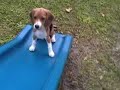odie tiene ya 3 meses