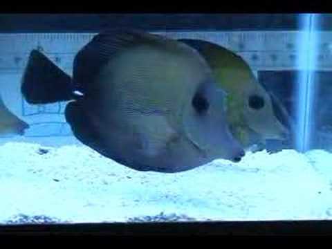 Scopas Black Tang