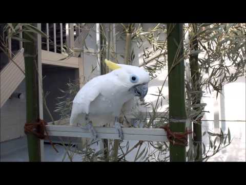 とり村　埼玉県新座