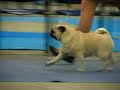 Keiju moving