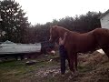 Horse Jump out of hayloft.