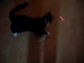 Pussy Vs Laser Pussy Vs Laser