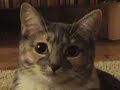 The Dramatic Cat
