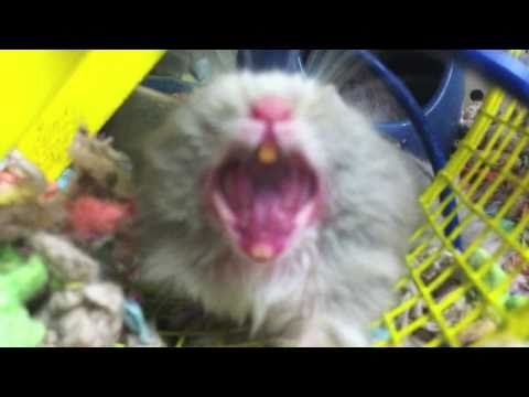 hamsters are CHAMPS