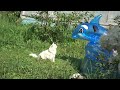 Битва кота и дельфина/ Battle of cat and dolphin/ 战斗猫与海豚