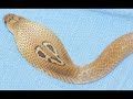 Hognose snakes are native to the USA and completely harmless. They have a broad head that often leads people to erroneously believe they are venomous. When threatened, the hognose snake inflates its head and spreads its neck, doing a very good impersonation of real cobra. If this fails, the hognose snake rolls onto its back and plays dead. 

This 'cobra impersonating' bluff makes the snake look large and scary, but it can also cost it its life. When in the state of hysteria, associated with hoax cobras in news reports, scared people will kill it, thinking it is one of the phantom cobras.

The snake pictures below illustrate how a Hognose snake can be easily mistaken for a Cobra because of similar body posture or coloration. This is especially true if the person encountering the snake is scared, or if the ambient light is low.