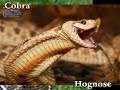hognose snakes are native to the usa and completely harmless. they have a broad head that often leads people to erroneously believe they are venomous. when threatened, the hognose snake inflates its head and spreads its neck, doing a very good impersonation of real cobra. if this fails, the hognose snake rolls onto its back and plays dead. 

this 'cobra impersonating' bluff makes the snake look large and scary, but it can also cost it its life. when in the state of hysteria, associated with hoax cobras in news reports, scared people will kill it, thinking it is one of the phantom cobras.

the snake pictures below illustrate how a hognose snake can be easily mistaken for a cobra because of similar body posture or coloration. this is especially true if the person encountering the snake is scared, or if the ambient light is low.