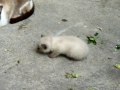 kittens and their Mother