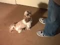 Dog Trick - Spin