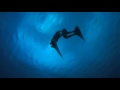 Dolphins, The Beauty of The Cove . 