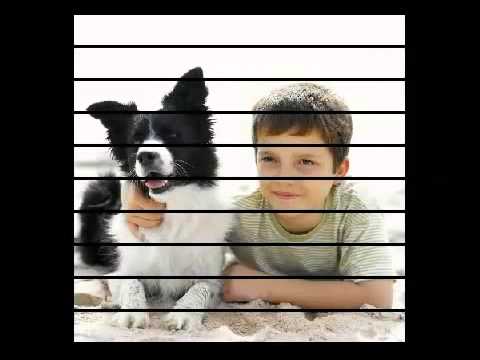 how to treat kennel cough uk