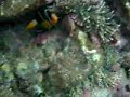 penghu player penghu player