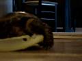 videos de Feeding Time for Monkey & Chewie