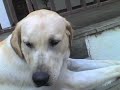 Filhotes de Labrador