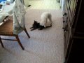 Mr. Pussy gets raped by Mr. Doggy Mr. Pussy gets raped by Mr. Doggy