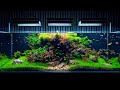 Home Aquarium Maintenance Service Near Me