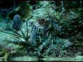 Captura de Pez Leon en Mexico . Lionfish in Mexico
