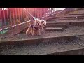 Click here to watch this video アメコ楓、ロンチ遥、冬のお散歩