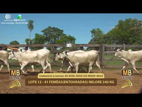 524� LEIL�O VIRTUAL MB LEIL�ES