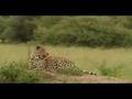 Leopard hunting buffalo