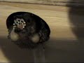 Hungry Gouldian