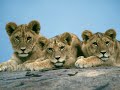BORN FREE.mp4
