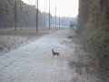 City Boy Shoots Deer