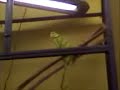 lizard thing eats cricket