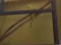 lizard thing eats cricket