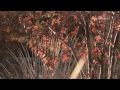 ERNESTO CORTAZAR - Eternal Love Affair !!!! bonne soir�e mes ami(e)s !!