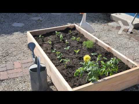 how to start your own vegetable patch