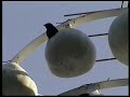 Purple Martins 2
