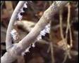 INSETTI MISTERIOSI - MADAGASCAR