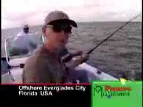 Everglades Goliath grouper ...