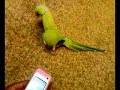 Skanking parrot [ORIGINAL]