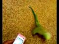 papagan dans... Videoyu Görüntüle