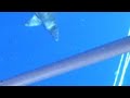 diving with sharks part 2
