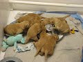 Golden Retriever Puppies Fun with Milk Golden Retriever Puppies Fun with Milk
