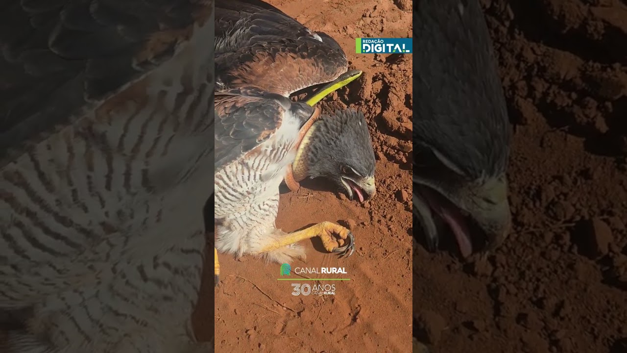 Homem flagra gavião sendo imobilizado por cobra