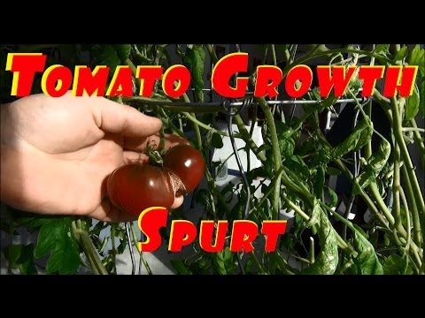 how to ripen tomatoes on the vine