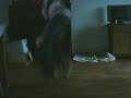 StampJumpen Zino